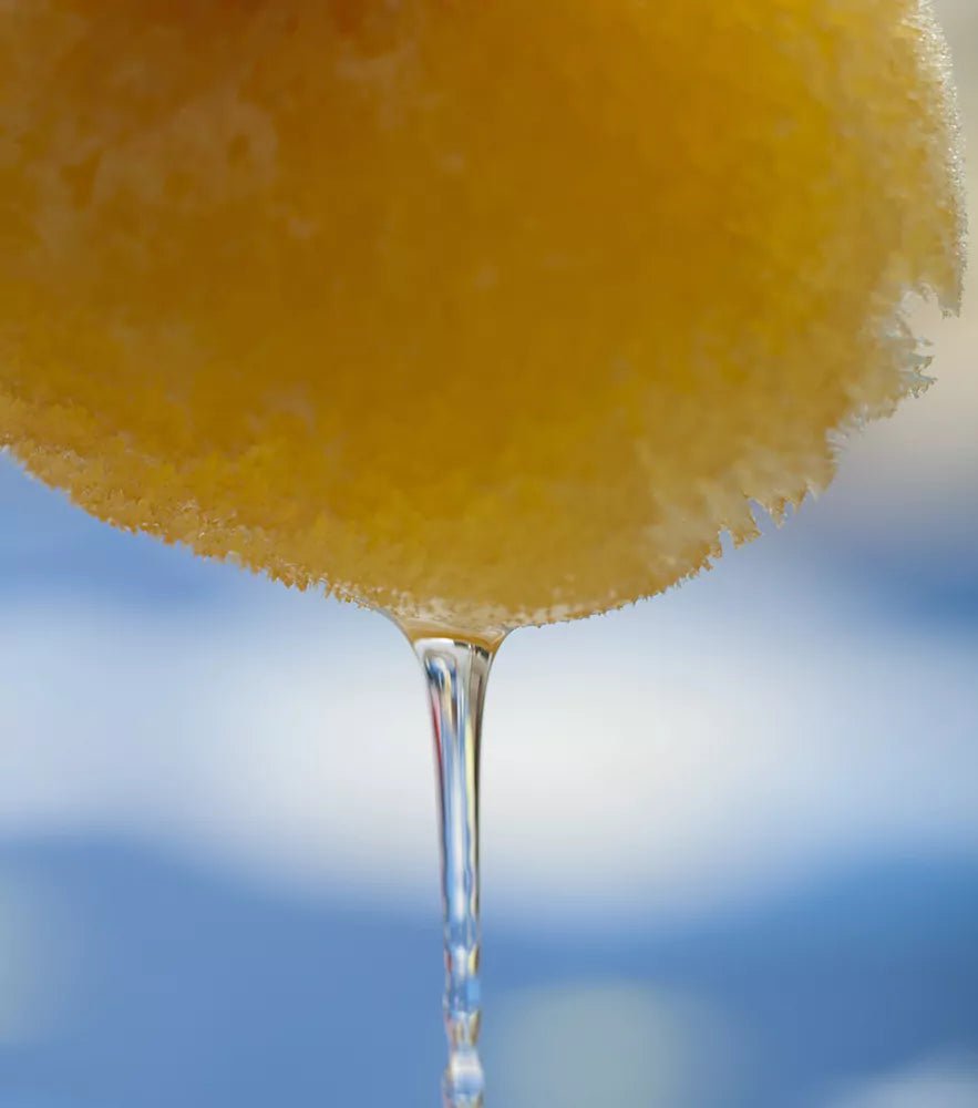 Naturschwamm, Zimocca - 510-V1 - GRÜNSPECHT Naturprodukte